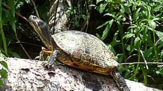 New Orleans: Honey Island Swamp Boat Tour with a Guide