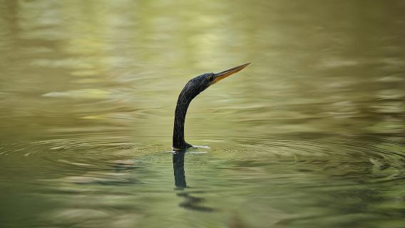 Tortuguero: avventura in kayak attraverso i canali della foresta pluviale.