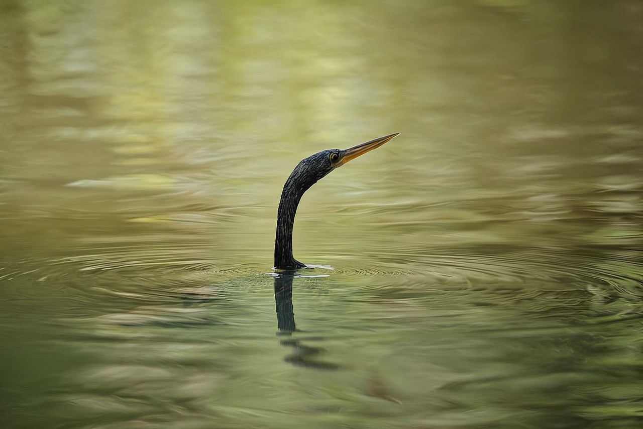 Tortuguero: Avventura in kayak attraverso i canali della foresta pluviale.