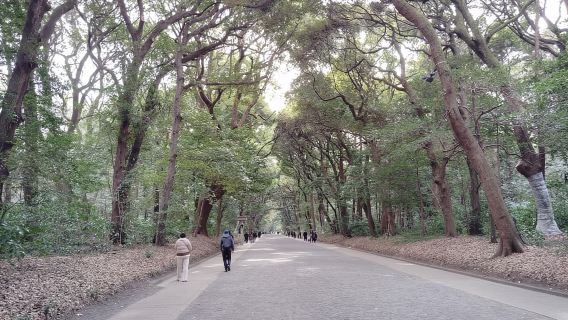 Tokyo: tour guidato del Santuario Meiji Jingu e del giardino interno (2 ore)