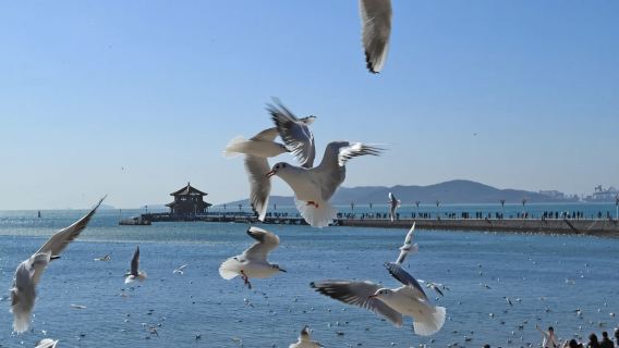 【山海冬韻·鷗遇青島】沉浸式漫遊、經典景區+網紅打卡完美融合