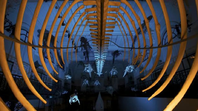 Lawatan sewa peribadi di Monte Carlo + Muzium Lautan + Opera House + Taman Botani Èze + Walk of Fame