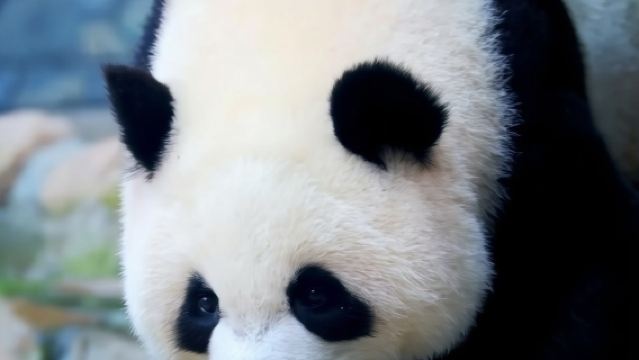 [Check-in 7-Eleven] Lawatan Sehari ke Taman Sains Haiwan Empat Harta Qinling/Perkhidmatan Terus Satu Henti