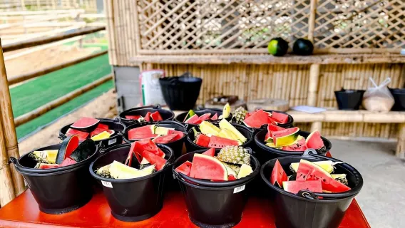 Quick Escape: Phuket: Feeding Giants at Phuket Elephant Care