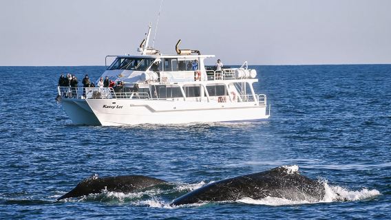 Vinterbådtur til hvaler på Phillip Island i Australien (juni-august)