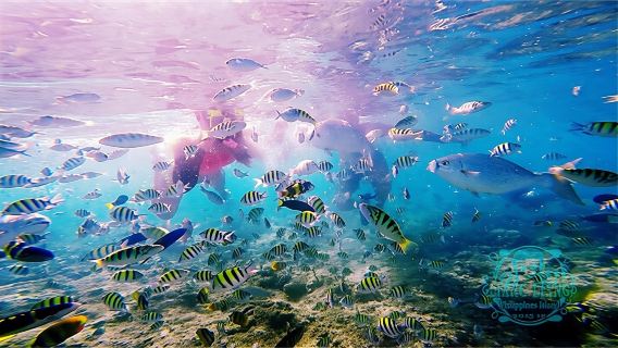 Bohol Island goes out to sea to track dolphins + Snorkeling special crab boat tours with Chinese and English Guide optional. Join-in group tour Independent group is 2 Standard Price.