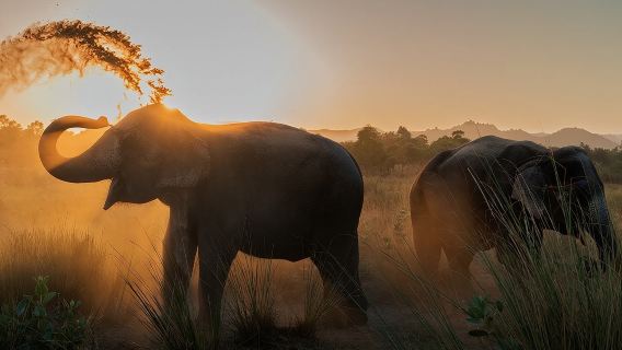 Private Elephant Sanctuary