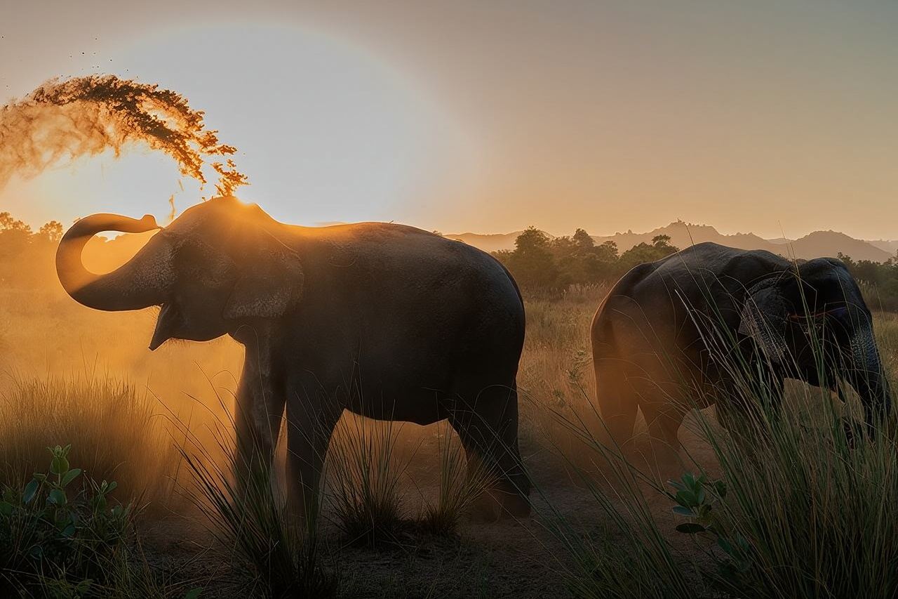 Private Elephant Sanctuary