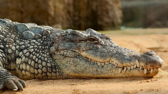Excursion aller-retour en Gambie - Piscine aux crocodiles, visite d'école et bien plus encore !