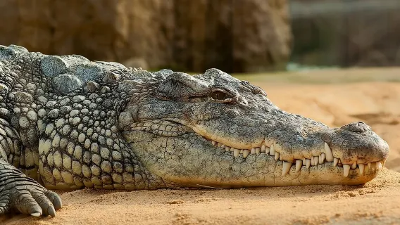 Круговой тур по Гамбии — бассейн с крокодилами, посещение школы и многое другое!