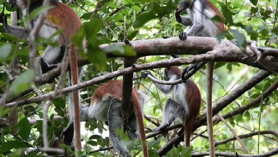 Lawatan Sehari Penuh Peribadi ke Pekan Batu, Ladang Rempah dan Hutan Jozani