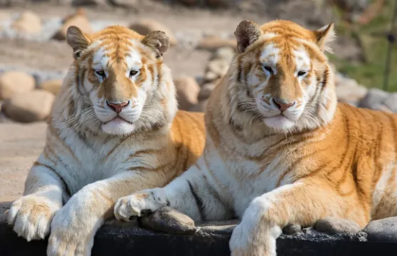 龍之夢動物世界龍之夢動物世界三日多次入園門票優待
