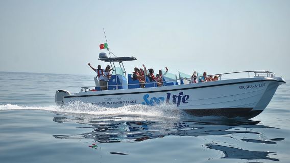 Sealife Sea Safari, Dolphin Watching with Marine Biologist's Lagos