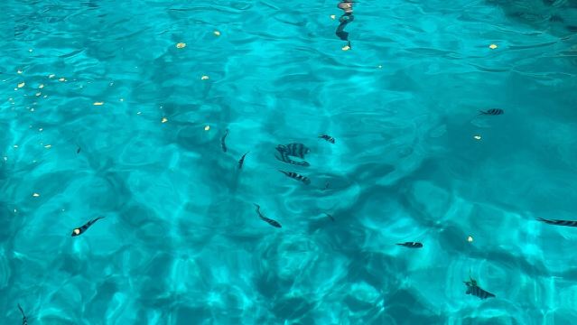 Safari Terumbu - Snorkeling, Makanan Ikan & Makan Tengahari (Perjalanan Sehari Berkongsi)