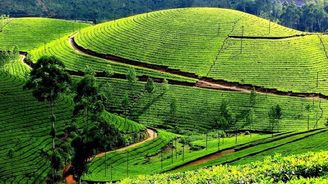 kochi to munnar A Private guided fullday tour with hotel pickup 