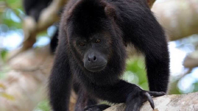 Tour tham quan Sông Khỉ từ Placencia