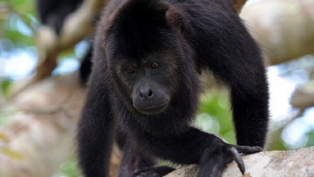 ทัวร์แม่น้ำลิง ต้นทางปลาเซนเซีย