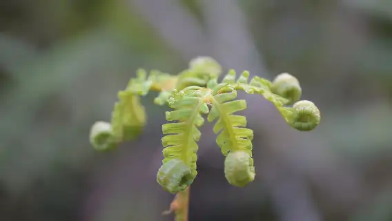 Cruise & Rainforest Walk - Franz Josef Glacier