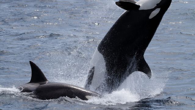 Monterey Whale Watching Tour