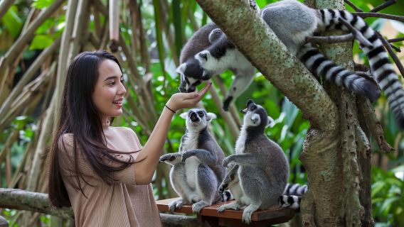 Eintrittskarte für den Bali Zoo