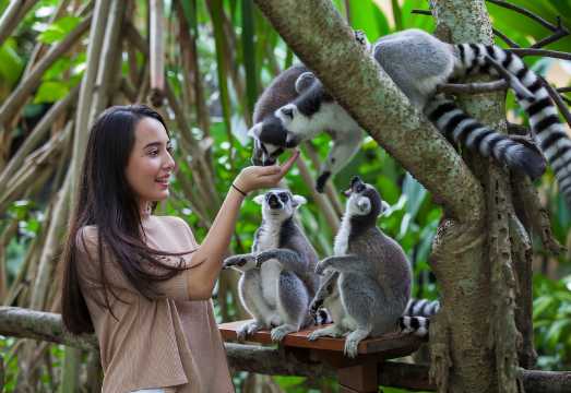 Bali Zoo Entrance Ticket