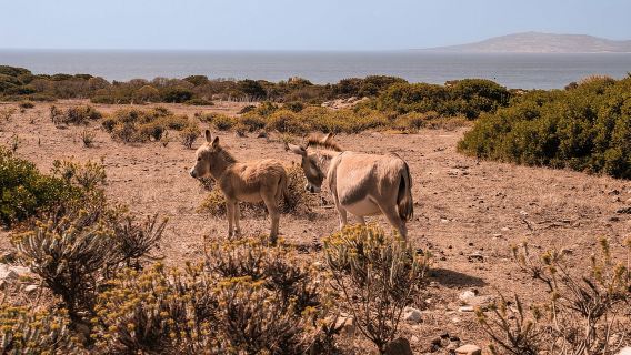 From Stintino: off-road tour to Asinara