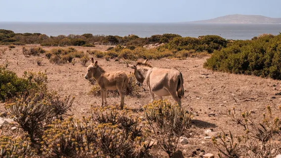 From Stintino: off-road tour to Asinara