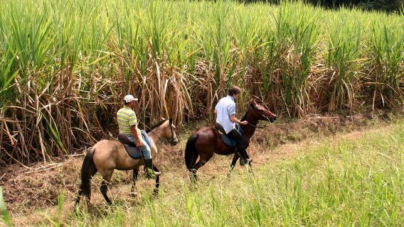 Cali: Horseback Riding