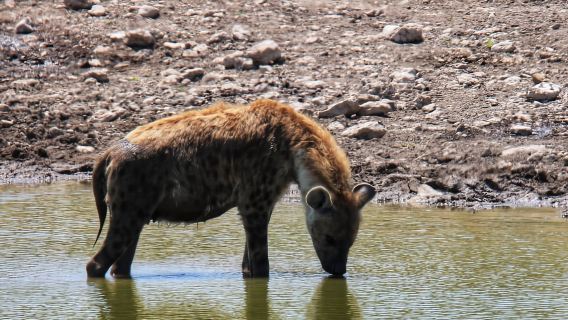 Parque Nacional de Etosha: safari de día completo o medio día