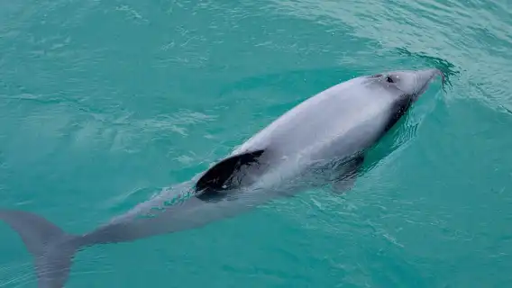 Akaroa Dolphin Round-trip& Alpaca Farm one-day tour[Small Group, Chinese/Mandarin Guide]