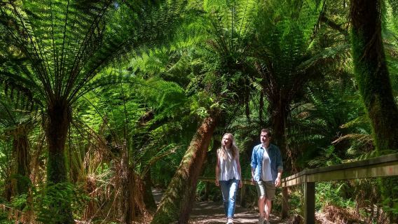 Professional fleet Melbourne Great Ocean Road + Twelve Apostles bilingual day tour