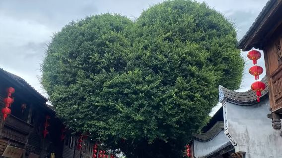 Three Lanes And Seven Alleys + Shangxia Hang Historical Street + Yantai Mountain Historical and Cultural Block + Heart of Min River