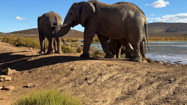 【開普敦出發接駁】阿奎拉私人野生動物保護區一日遊-參觀五大獸