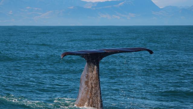 Pelayaran Menonton Paus di Kaikoura, New Zealand (Dekat dengan Paus Sperma Gergasi)