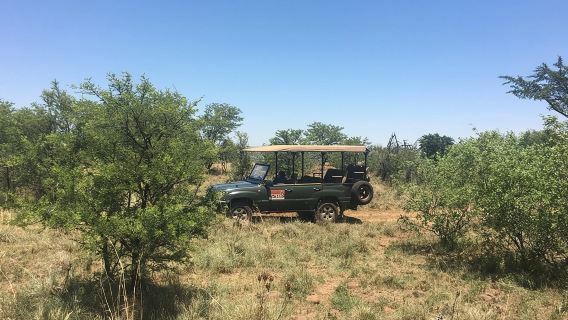 Half Day Safari Tour from Johannesburg