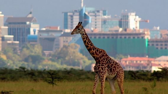 Nairobi National Park Group Shared Tour