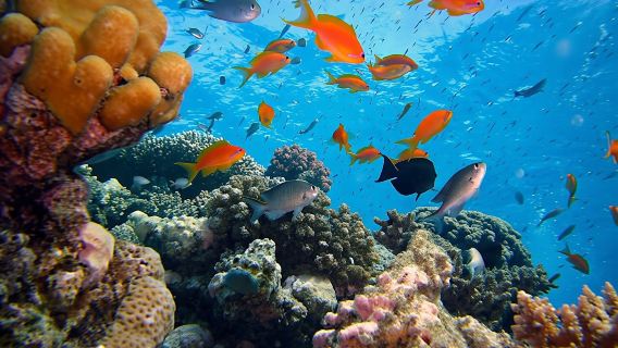 Intro diving for beginners and Red Sea cruise in Sharm El Sheikh
