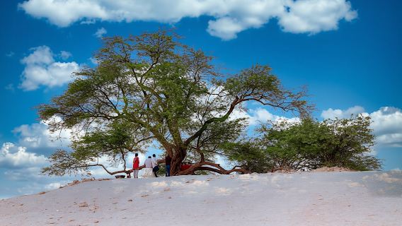 Flora and fauna trip in Bahrain from Manama