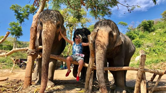Phuket Kalim elephant sanctuary | Feed elephants/forest walk/mud bath