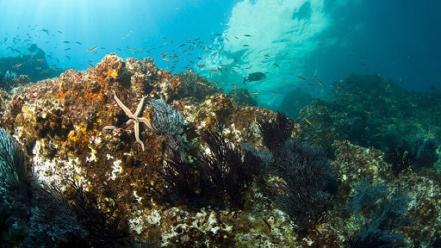 3-Tank Scuba in Marine Reserve and Corridor for Certified Divers