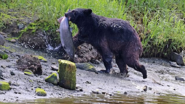 3-часовая частная экскурсия в Кетчикане для группы до 14 человек.