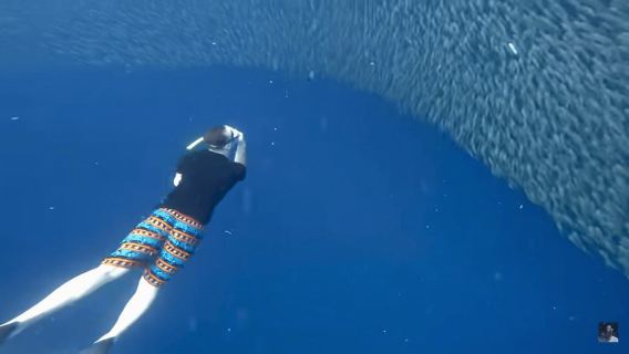 Cebu: Oslob Whale Shark and Moalboal Snorkeling Adventure