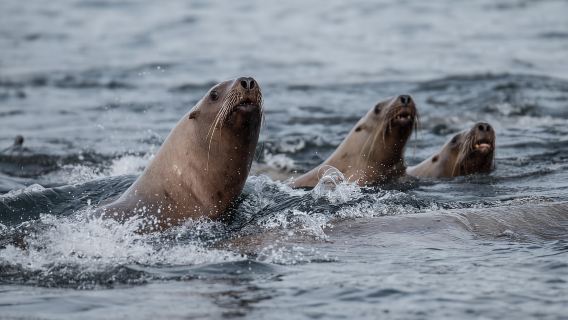 Sitka: Marine Wildlife Tour