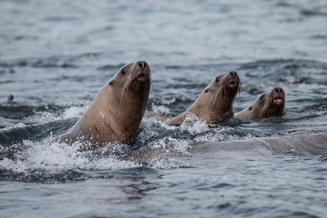 Sitka: Meerestier-Tour