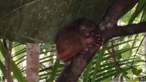 BOHOL: Chocolate Hills, Tarsiers and Loboc River Day Tour
