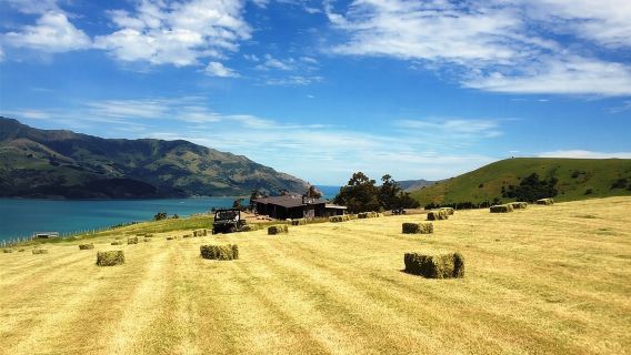 Akaroa Ashamara Alpaca Farm Tour in Canterbury, Nieuw-Zeeland