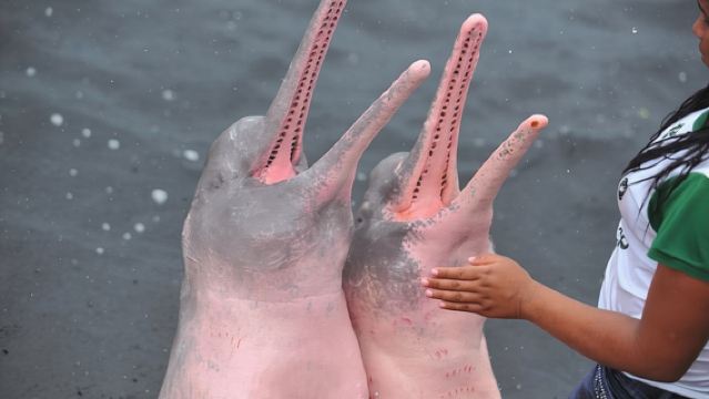 Manaus, Brazil: Amazon River Day Tour (Minimum 2 people / Small group of 12)