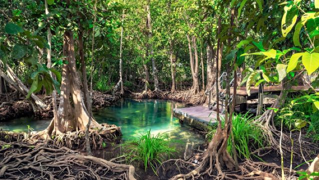 Adventure from Samaná: Los Haitises, Caño Hondo, and Yanigua