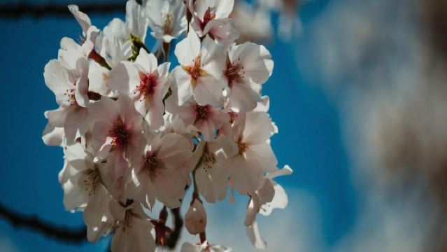 Cherry Blossom Experience + One Way Shared Transfer to Ueno Park with Welcome Suica Card