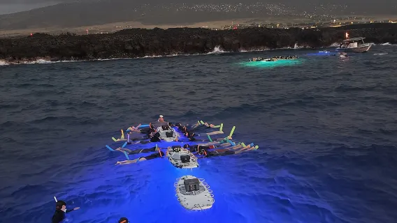 Bagliore degli Abissi: Snorkeling Notturno con le Mante